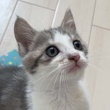 お目目ぱっちりサバ白の男の子