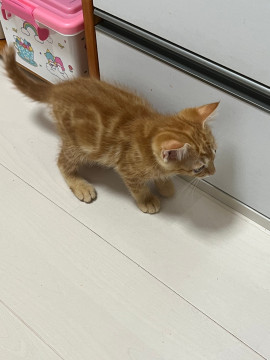 アメショ柄 渦巻き 茶トラ