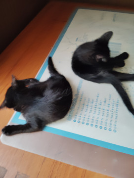 黒猫