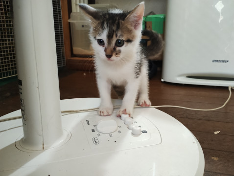 キジ白の男の子です。