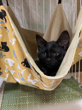 可愛い黒猫2ヶ月