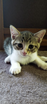 6/12産まれの子猫ちゃん①