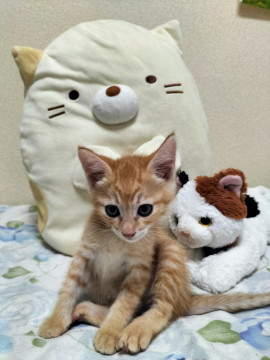 少し他の子猫より大きめ