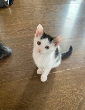 キジシロ、オス、推定2024.4.15生