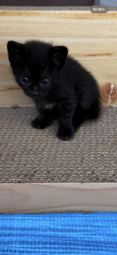 生後1ヶ月黒猫のあかちゃん
