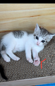 生後1か月サバ白のあかちゃん