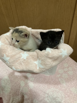 譲渡予約済み❣️三毛ちゃん‼️