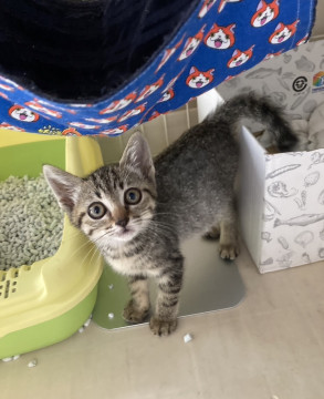 おっとり性格のゴロゴロな美猫うらんちゃん
