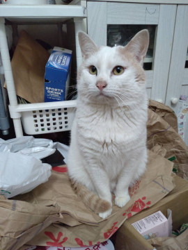 ２歳の男の子（代理投稿です）