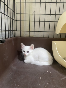 可愛い真っ白な子猫ちゃん。