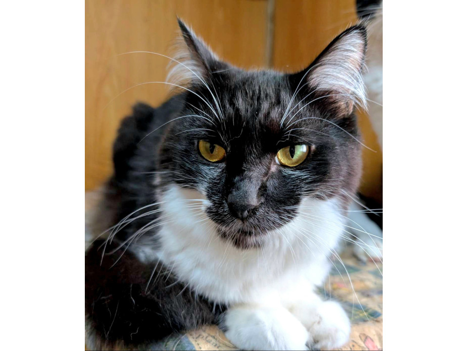 人に馴れている黒白のクリくん♂