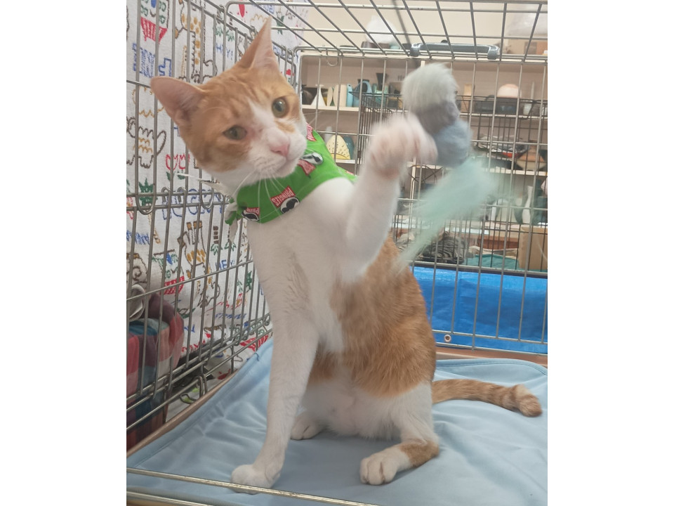 福くん！来るくん！できれば一緒に募集♡