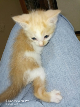 茶白の保護猫