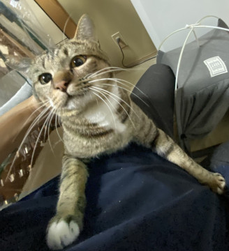 キジトラの男の子♡