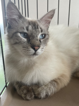 ラグドールのような美猫3歳