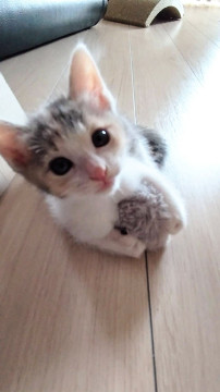 甘えん坊♡パステル三毛のリアンちゃん♡