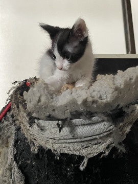 ちいちゃな白黒の猫ちゃん
