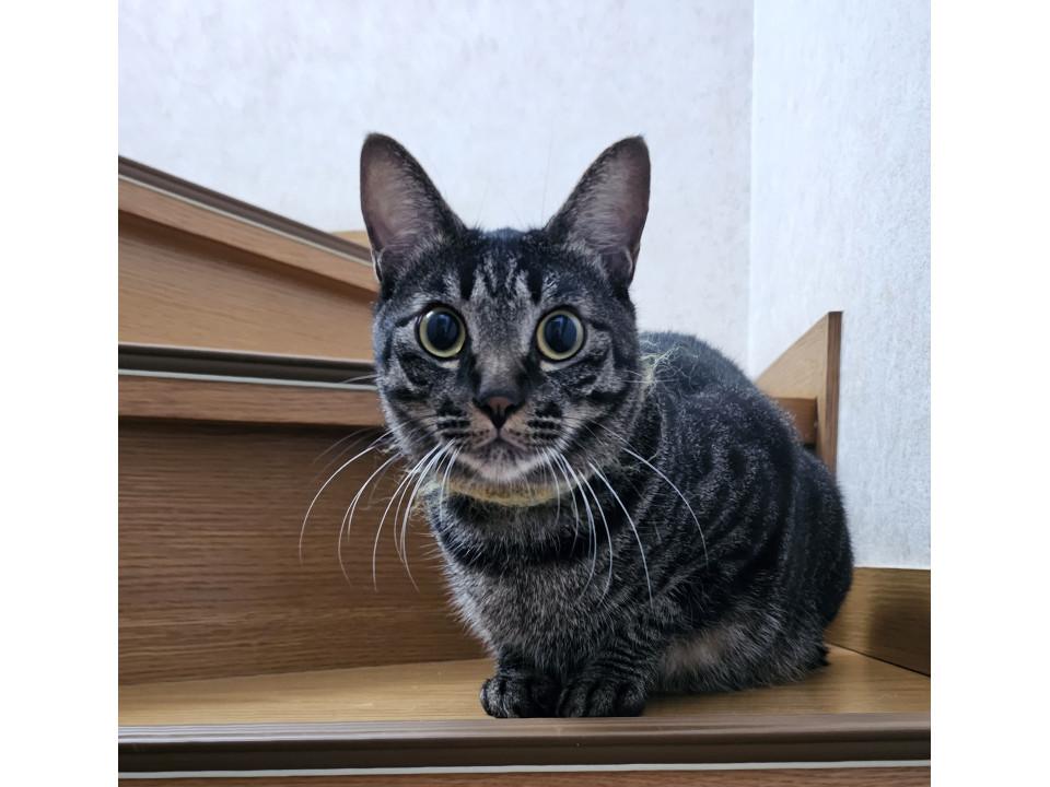 キジトラの男の子