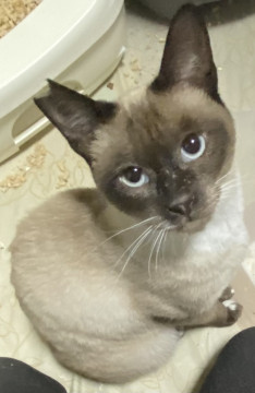 シャム猫っぽい女の子♡1歳♡