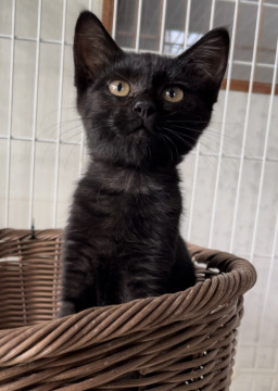 ほぼ黒猫の女の子 生後3ヶ月程
