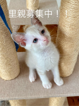 幸運の鍵しっぽ ブルーアイの男の子