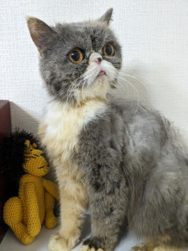 賢くて優しい子。ちょっと奥手です。