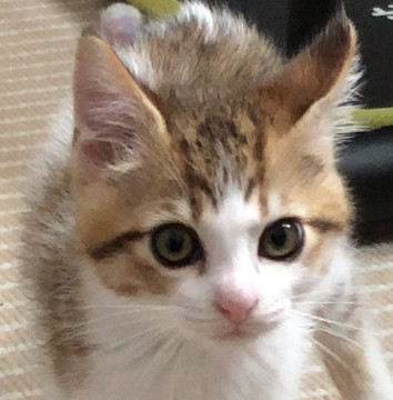 【お見合い歓迎】元気懐こいキジ白