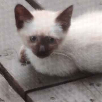 シャム系母猫から受継いだ青い瞳の姉妹猫