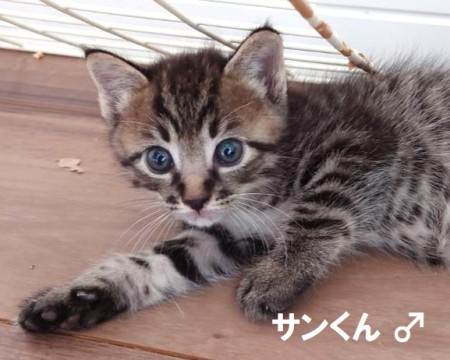 可愛い兄妹をお迎え下さい!