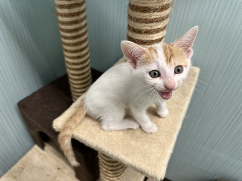 しゃべる猫⁉️