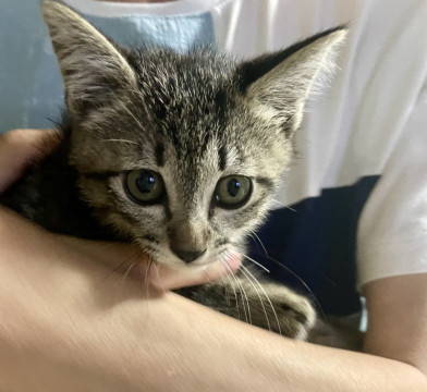 ◎交渉中です◎美人で人懐こいキジ猫女子☆