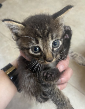 可愛いキジ猫ちゃん①