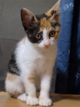 よくなついて甘えます六花(りっか)ちゃん