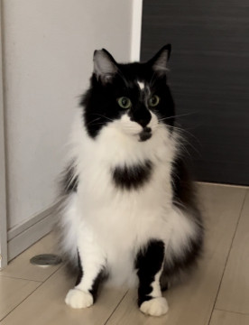 猫が大好きおだやかなコアラくん