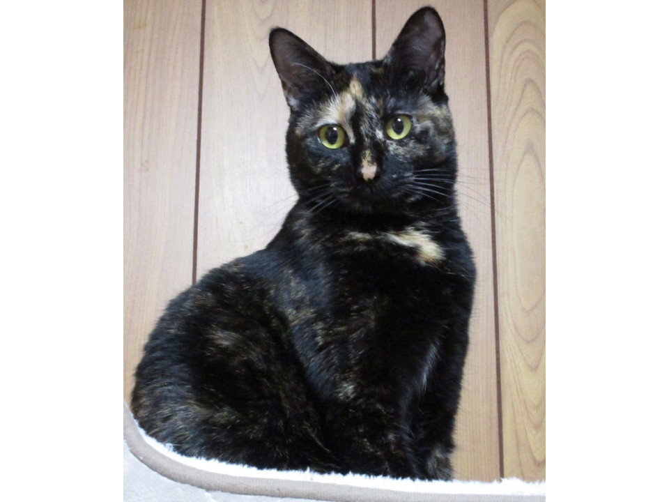 人馴れはイマイチでも大人しいサビ猫