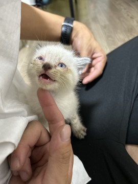 美人ブルーアイ猫ちゃん