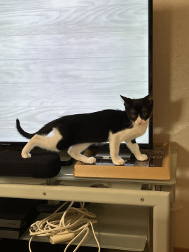 人も猫もお好きな寂しがりのハチワレ君