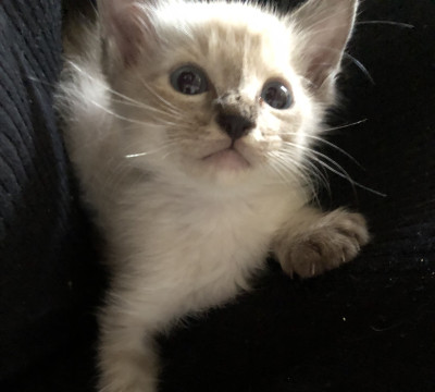 かわいい子猫ちゃん