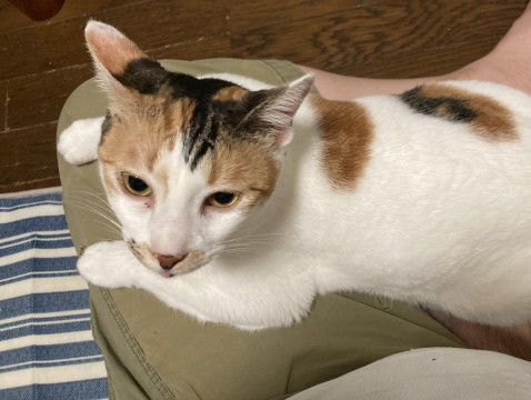 お転婆なミケ猫