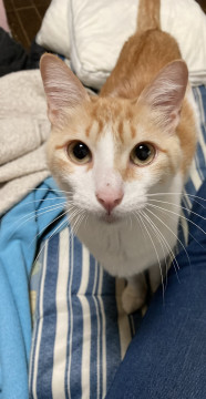 ビビりな茶白猫 アメショ風