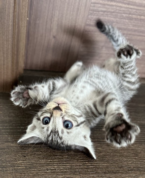 チビチビ甘えん坊でちゅ。