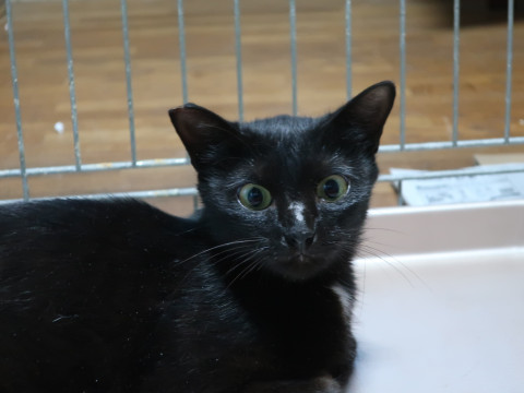 黒猫