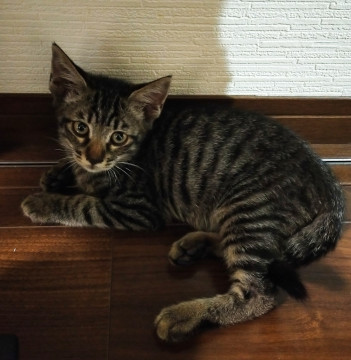 やんちゃなキジトラ子猫 2ヶ月♂