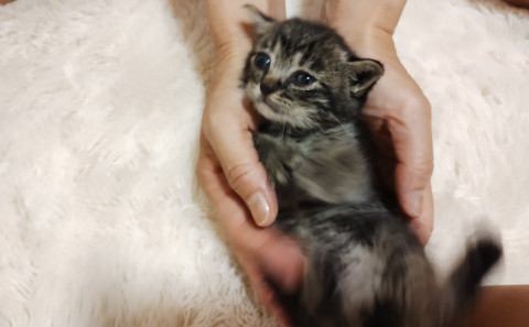 SOS★生後4週間ぐらいキジシロちゃん