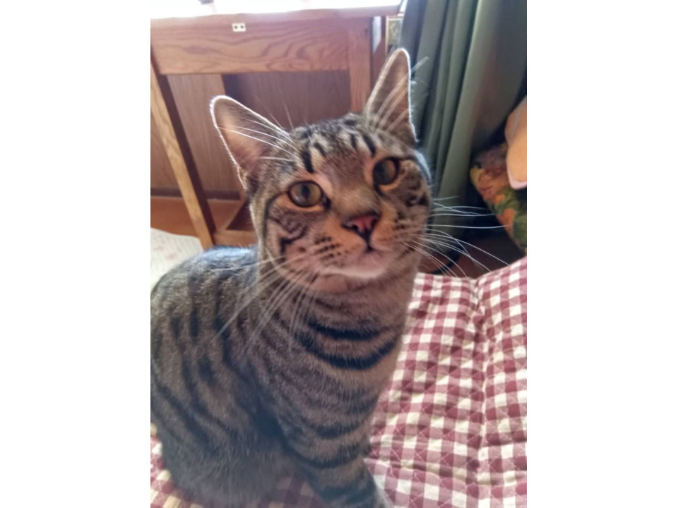 亮くん 猫も人も大好きです