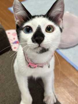 オッドアイが素敵なふーちゃん