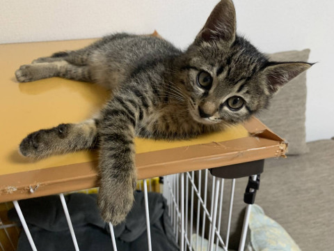 丸顔がとっても可愛いキジの子猫