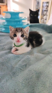 かわいいキジ白の男の子