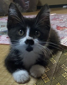 可愛いちょびひげソックス子猫ちゃん
