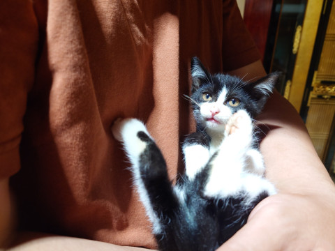 三日前に保護した猫です